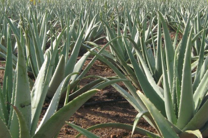 Comprar hoja fresca de aloe vera. Criterios de calidad