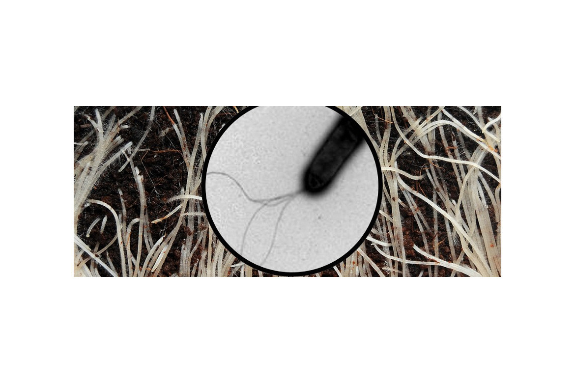 Pseudomonas, microorganismos de biocontrol en agricultura