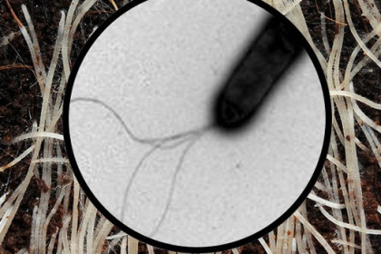 Pseudomonas, microorganismos de biocontrol en agricultura