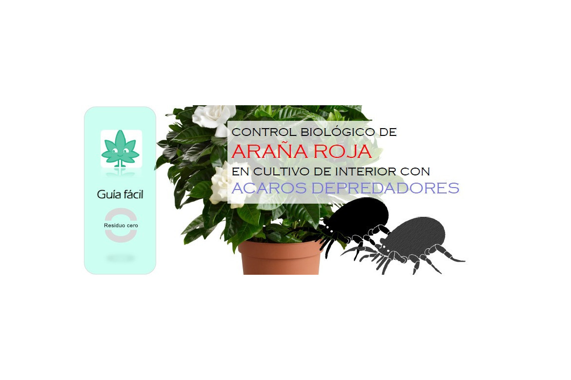 Control de araña roja en cultivos de interior con ácaros depredadores