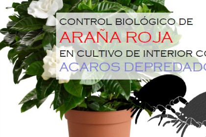 Control de araña roja en cultivos de interior con ácaros depredadores