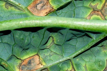 Control biológico de Alternaria