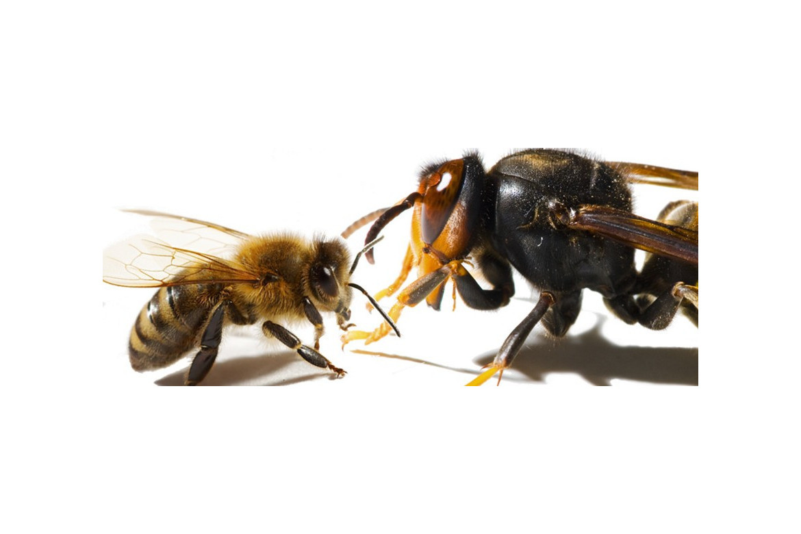 TRAMPEO DE VESPA VELUTINA
