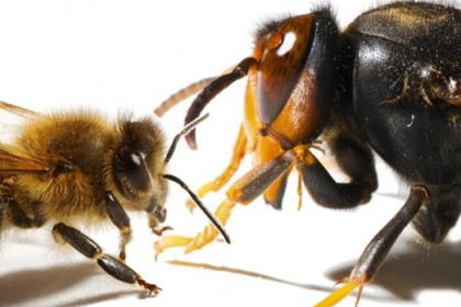 TRAMPEO DE VESPA VELUTINA