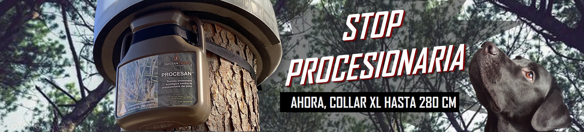 Procesan collar procesionaria