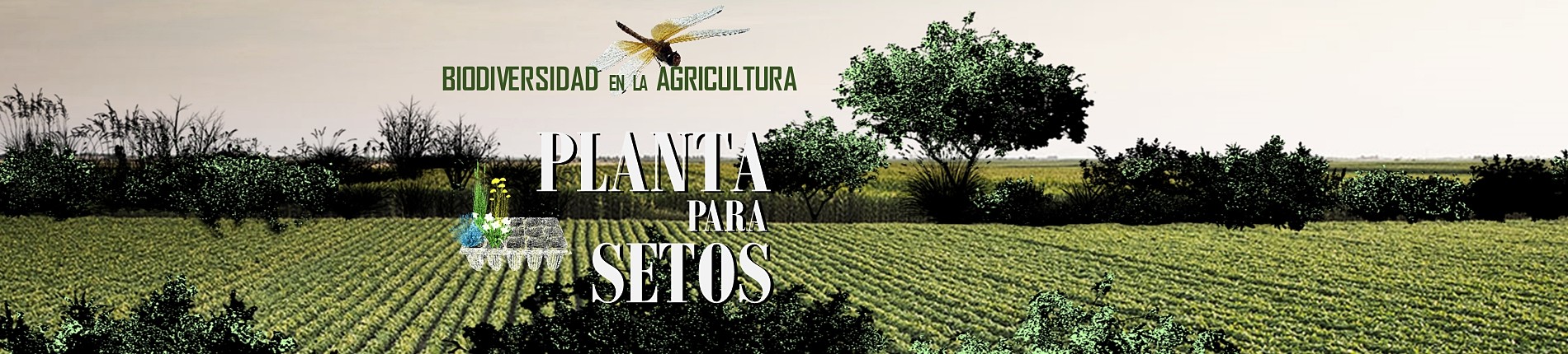 Planta para setos vivos