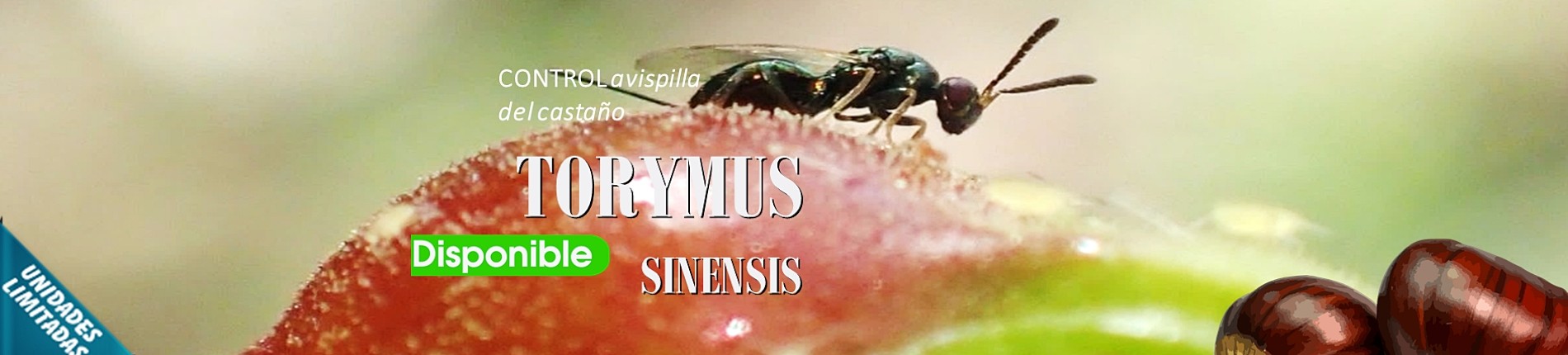 Torymus sinensis